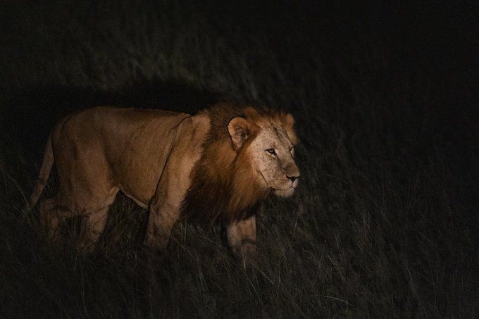 Male Lion Spotted on A night safari in Murchison falls by Our Guests.