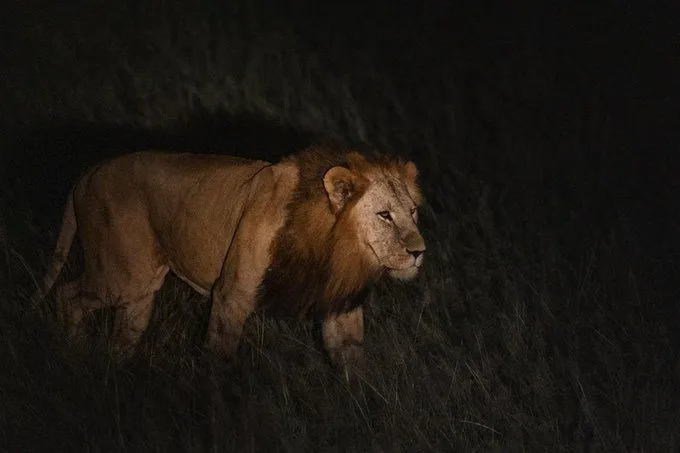 Male Lion Spotted on A night safari in Murchison falls by Our Guests.