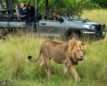 Lion Spotted on a safari game drive in Akagera National park before transfering to Queen Elizabeth National park Uganda