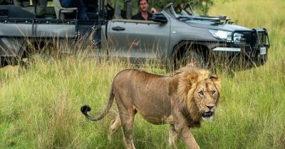 Lion Spotted on a safari game drive in Akagera National park before transfering to Queen Elizabeth National park Uganda