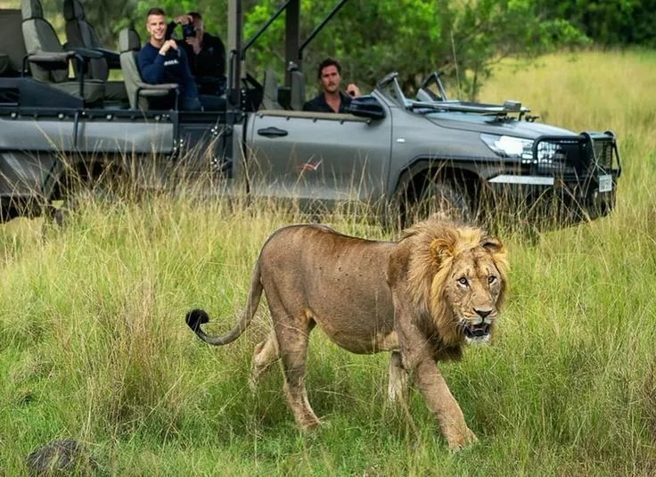 Lion Spotted on a safari game drive in Akagera National park before transfering to Queen Elizabeth National park Uganda