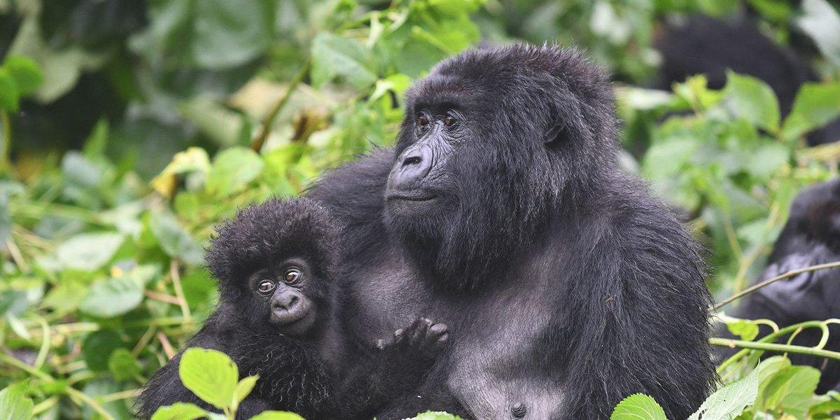 A photo of a Mother Gorilla with its baby taken by our guests on a 7 Days safari in Uganda