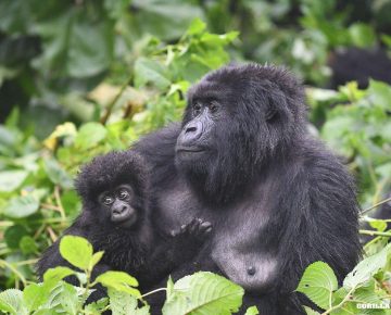 A photo of a Mother Gorilla with its baby taken by our guests on a 7 Days safari in Uganda