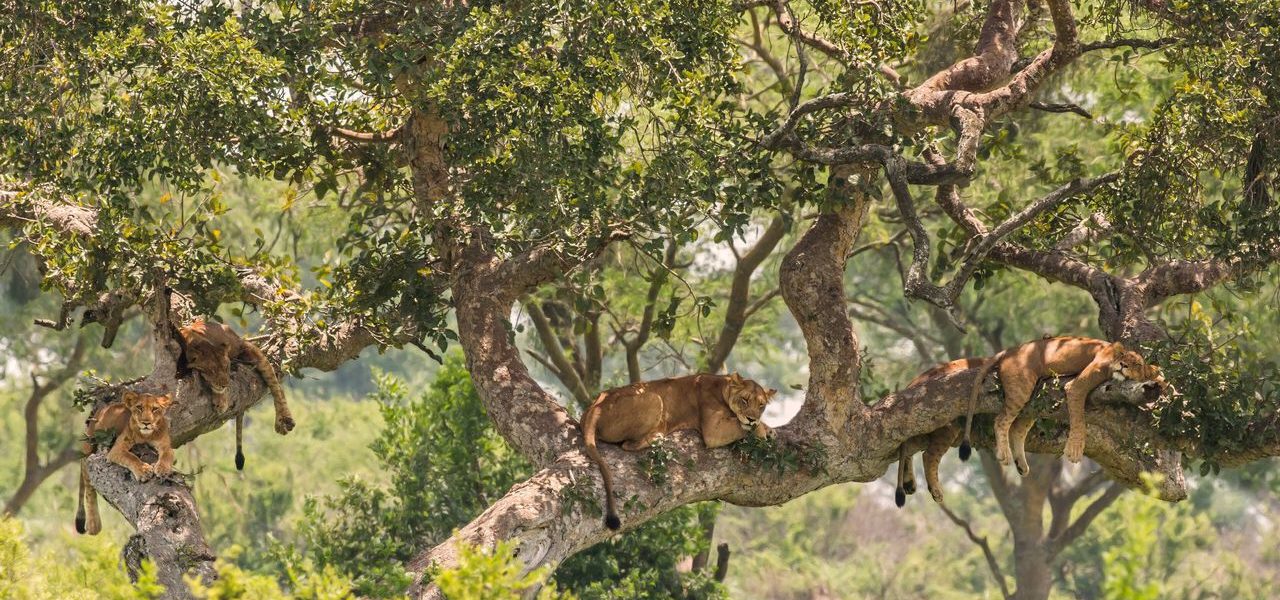 Ishasha Tree Climbing Lions Spotted by Guests on an 8 Days Uganda Safari Tour