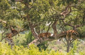 Ishasha Tree Climbing Lions Spotted by Guests on an 8 Days Uganda Safari Tour