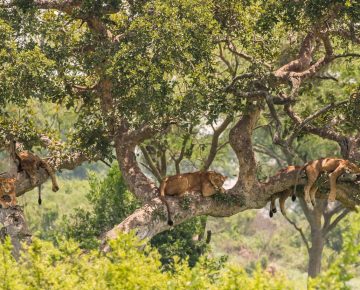 Ishasha Tree Climbing Lions Spotted by Guests on an 8 Days Uganda Safari Tour