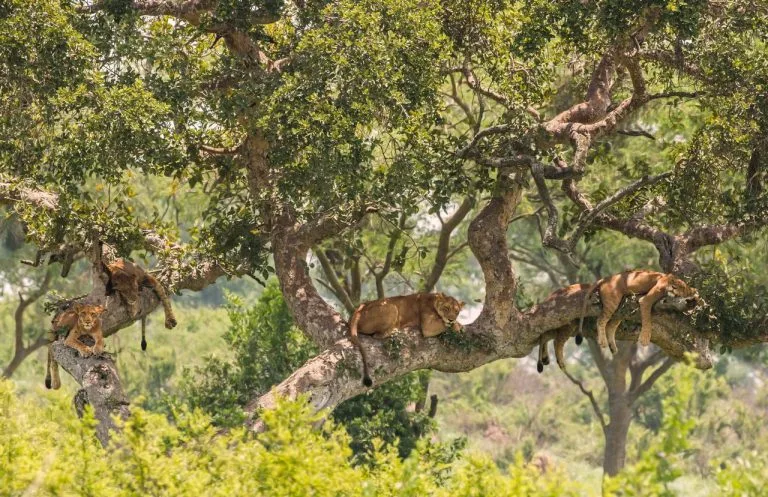 8 Days Uganda Savannah Escape