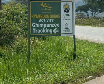 7 Days Kyambura and Budongo Chimps safari