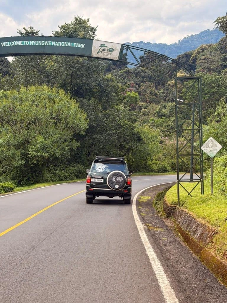 3 Days chimpanzees of Nyungwe