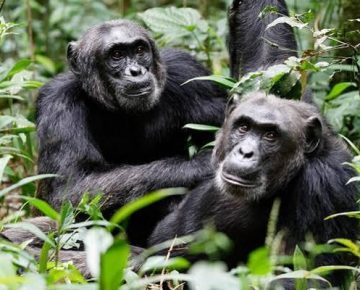 This 3 Days Uganda Low Season Chimpanzee Trekking Safari with Native Africa Tours