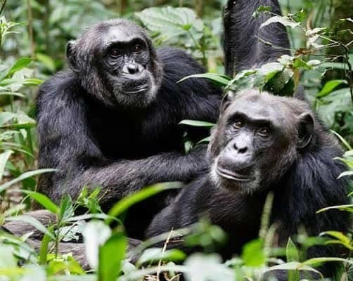 3 Days Uganda Low Season Chimpanzee Trekking Safari