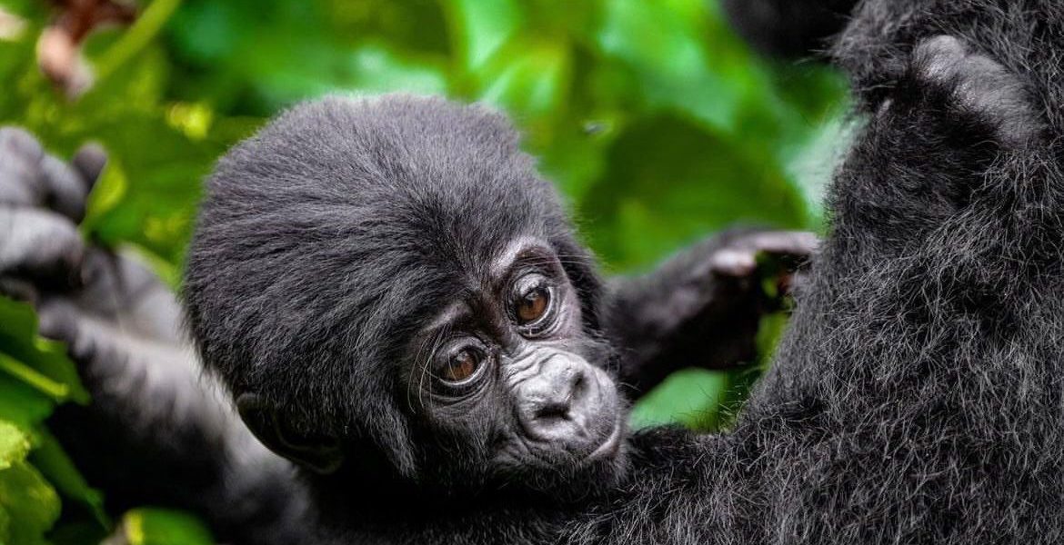 4 Days Gorilla Habituation in Uganda with Native Africa tours