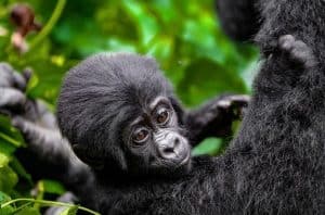 4 Days Gorilla Habituation in Uganda with Native Africa tours