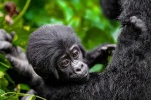 4 Days Gorilla Habituation in Uganda with Native Africa tours