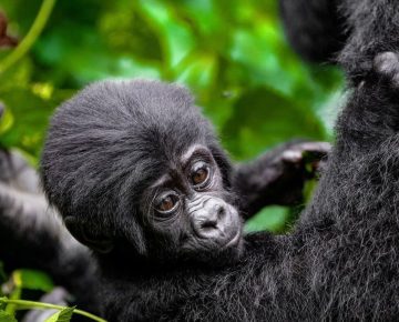 4 Days Gorilla Habituation in Uganda with Native Africa tours