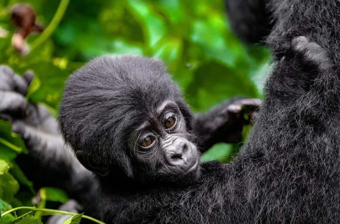 4 Days Gorilla Habituation in Uganda with Native Africa tours