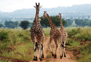 6 Days Kidepo and Murchison Lions Safari with Native Africa Tours