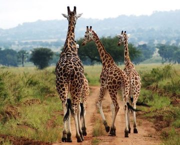 6 Days Kidepo and Murchison Lions Safari with Native Africa Tours