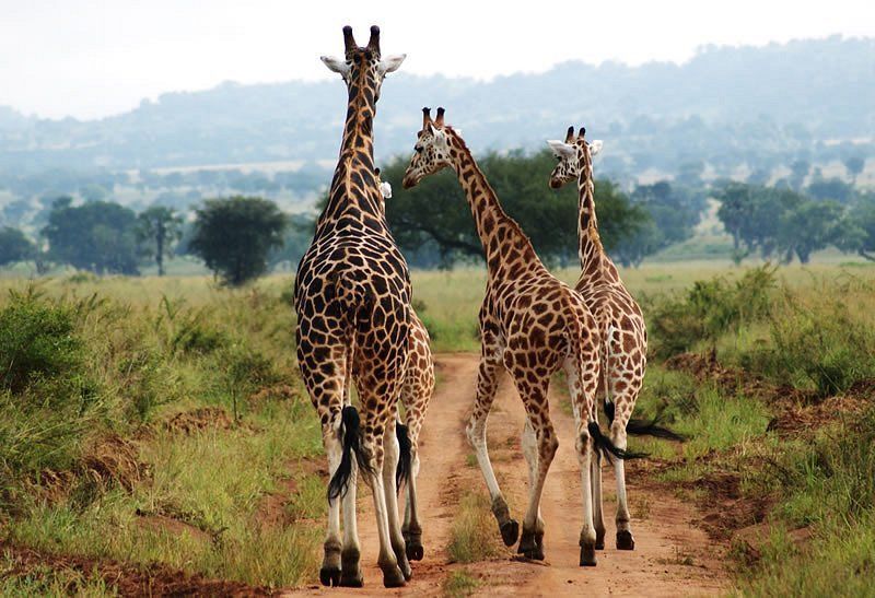 6 Days Kidepo and Murchison Lions Safari with Native Africa Tours