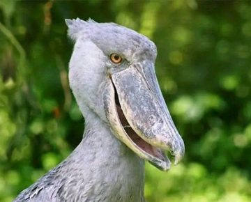 4 Days Mabamba and Jinja Tour with Shoebill tracking by Native Africa Tours