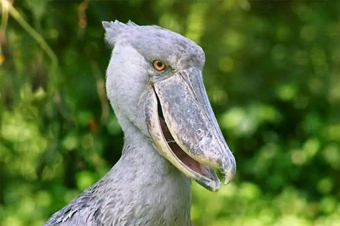 4 Days Mabamba and Jinja Tour with Shoebill tracking by Native Africa Tours