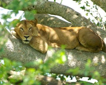 5 Days Ishasha Lions and Kyambura Chimpanzees Safari with Native Africa Tours