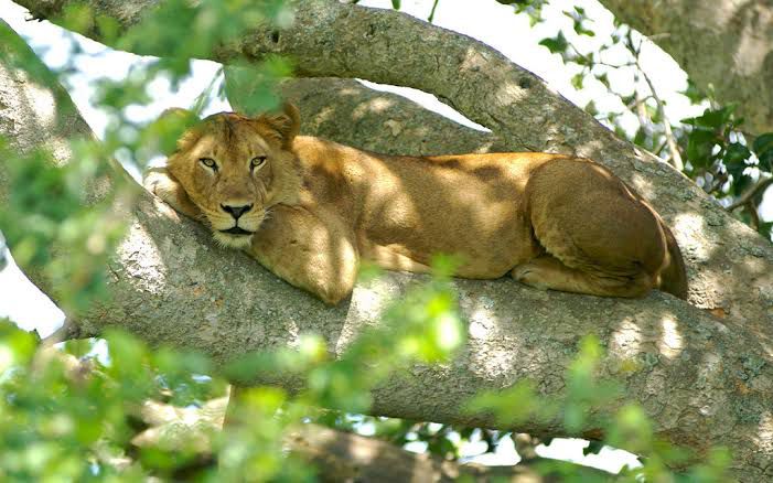 5 Days Ishasha Lions and Kyambura Chimpanzees Safari with Native Africa Tours