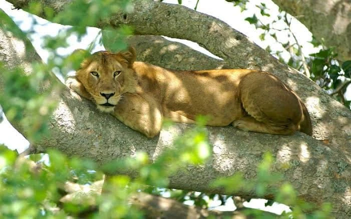 5 Days Ishasha Lions and Kyambura Chimpanzees Safari