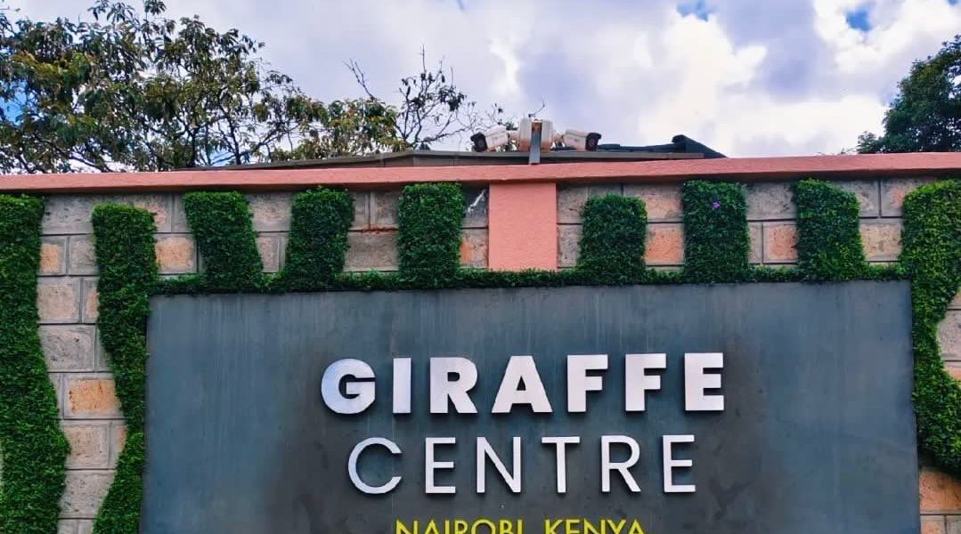 1 Day Giraffe Centre Tour with Native Africa Tours