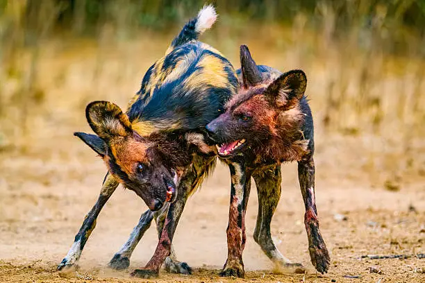 4 Days Wild Dog Tracking in Nyerere National Park
