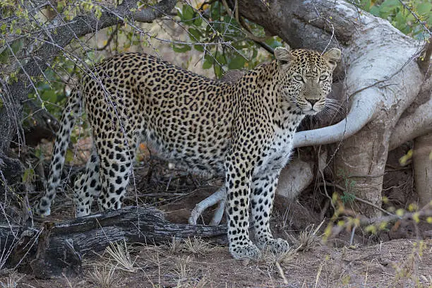 8-Day Black Leopard Safari