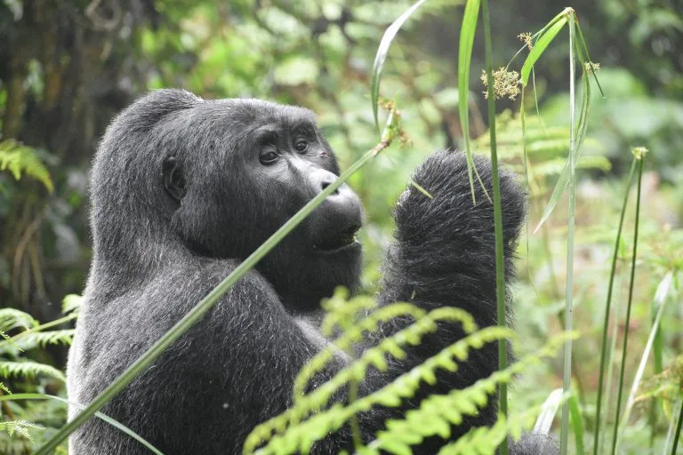3 Days Gorilla Trekking Safari from Kigali to Entebbe
