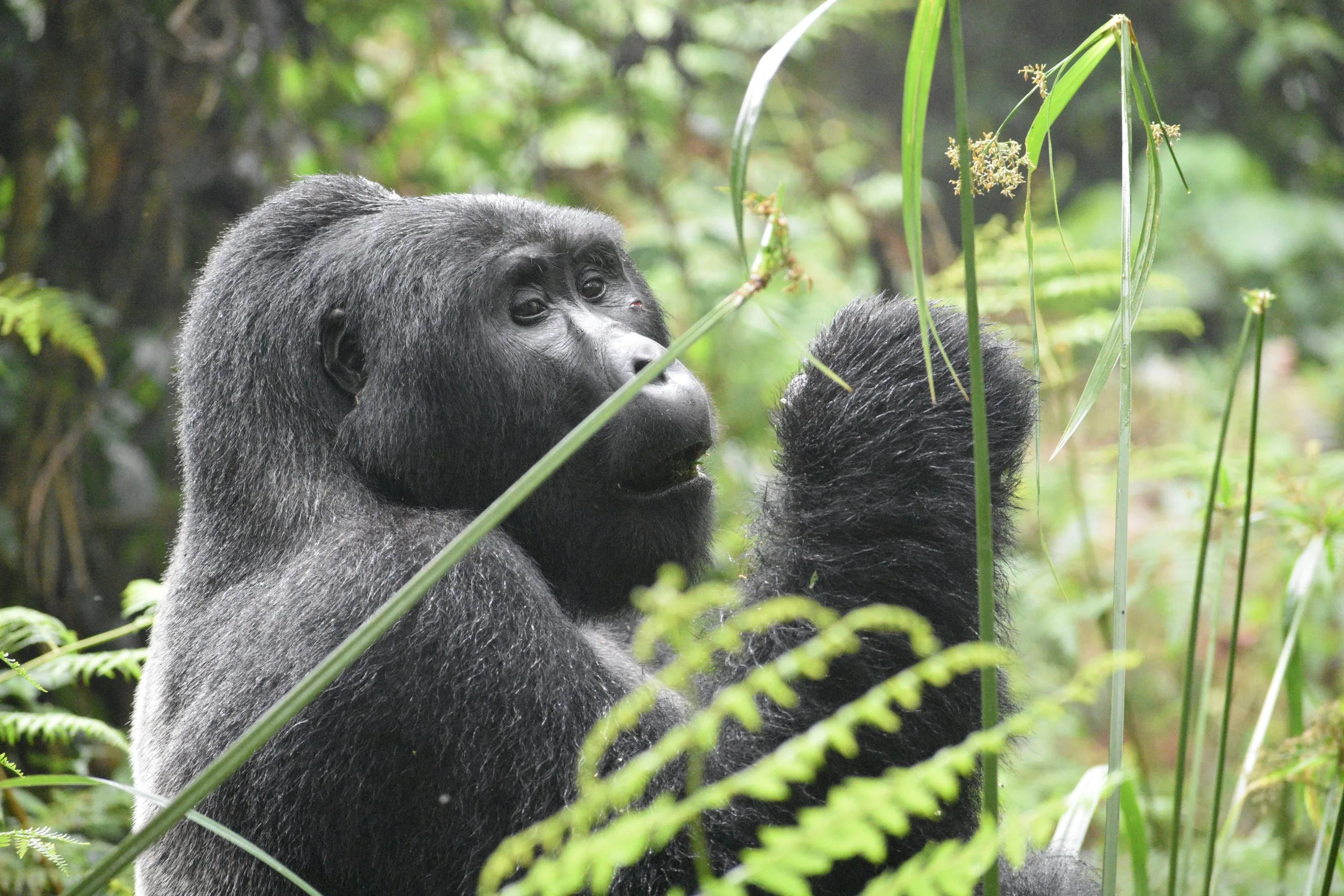 Explore Bwindi on a 3 Days Gorilla Trekking Safari from Kigali to Entebbe with a mountain gorilla encounter, private transfers and a cross-border journey.