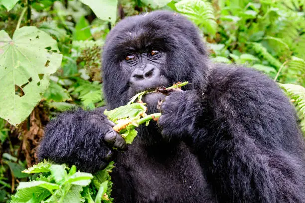 Susa A gorilla family in Volcanoes National Park is such an amazing gorilla group to be visited on a Rwanda primate safari.