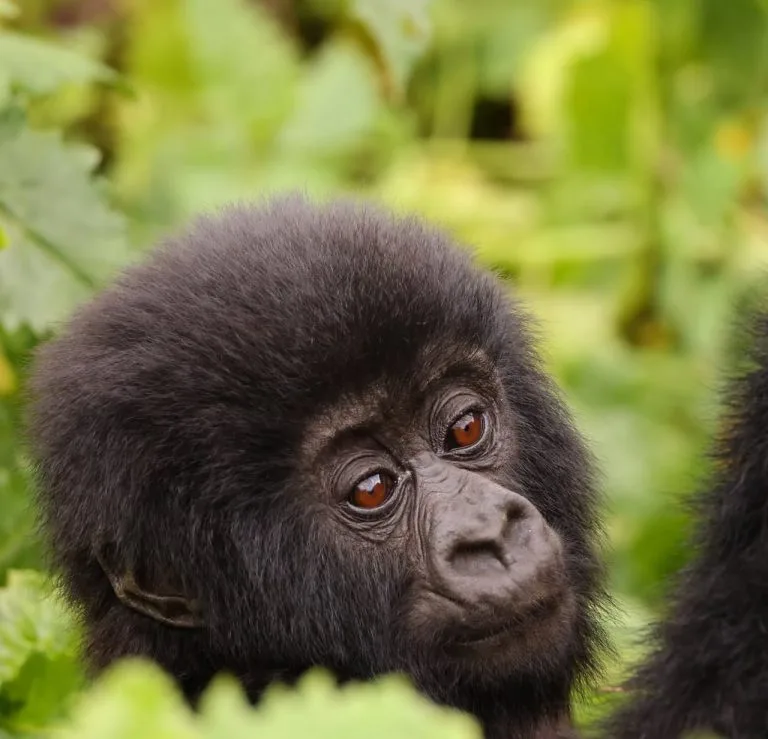 Compare the best luxury Rwanda safari packages for 2027, with lodge prices, gorilla trekking, private itineraries and expert booking advice.