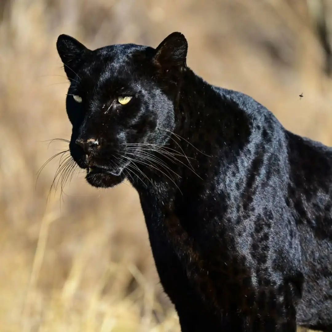 Black leopard safari