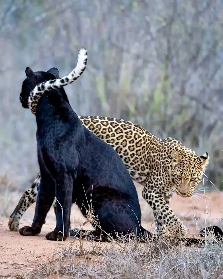 Black leopard safari
