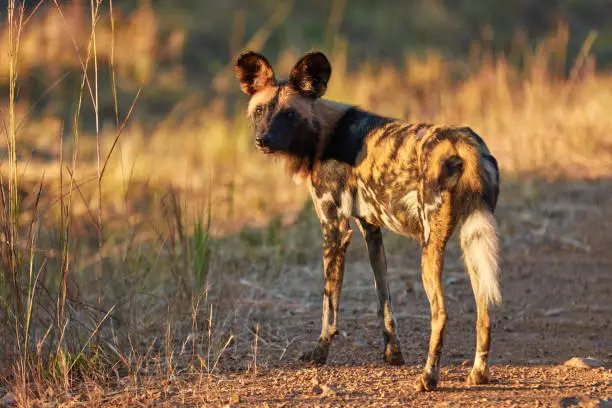 Wild dog tracking in Nyerere National Park